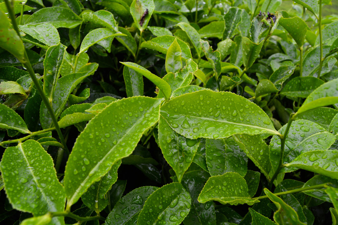 April in Bloom:Teas That Help You Reset, Refresh, and Re-Bloom IngenuiTea™ Gourmet Tea & Spice Company, LLC