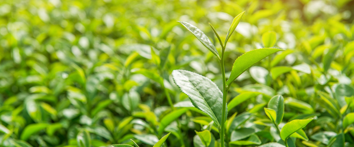 Green Tea IngenuiTea™ Gourmet Tea & Spice Company, LLC