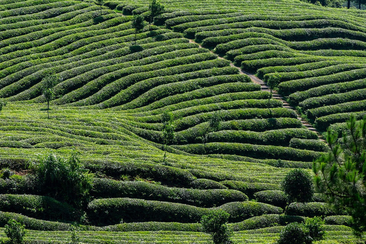 tea growing feilds